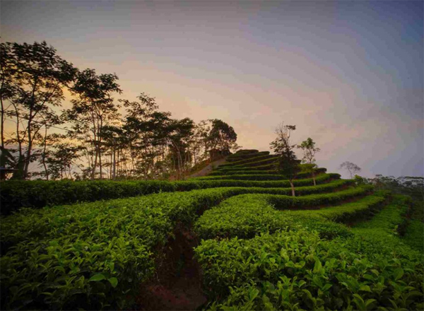 wisata-alam-kebun-teh-nglinngo-di-kulon-progo