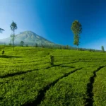 Paket Dieng