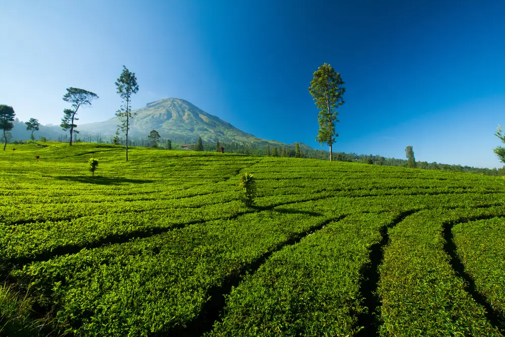 Paket Dieng